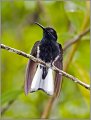 Black Jacobin. Brazil. February 2007